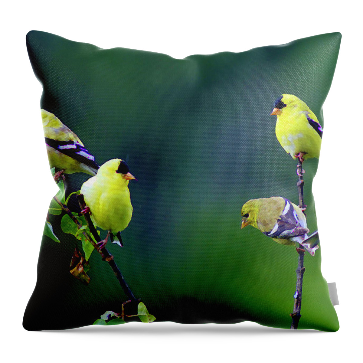 Birds Throw Pillow featuring the photograph American Goldfinch #8 Enhanced Image by Ben Upham III