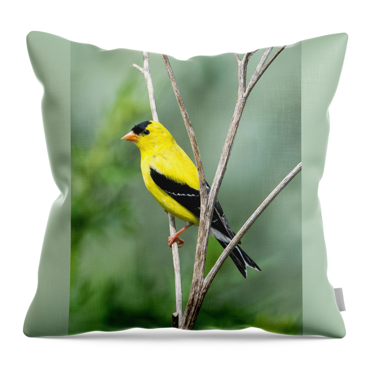 American Goldfinch Throw Pillow featuring the photograph American Goldfinch  by Holden The Moment