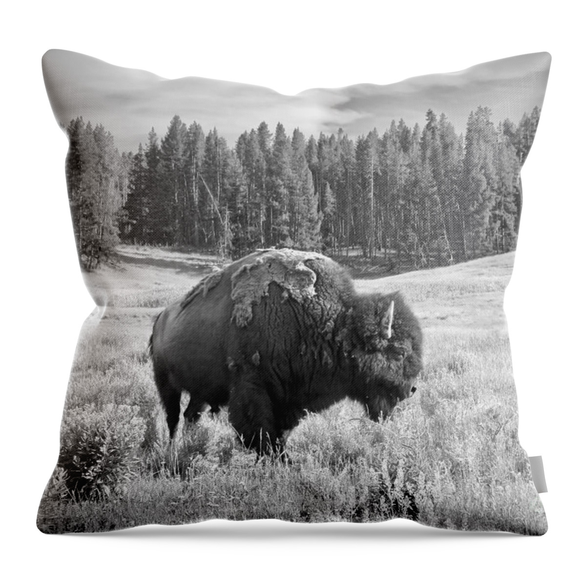 Bison Throw Pillow featuring the photograph American Icon by Aimee Mouw
