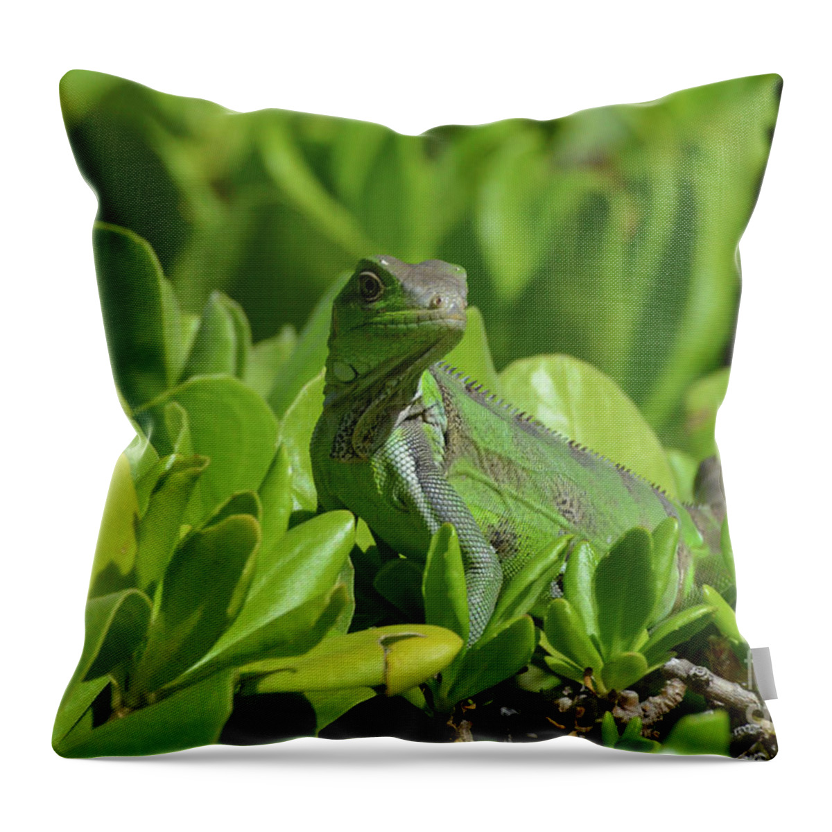 Iguana Throw Pillow featuring the photograph American Iguana Creeping through a Bush by DejaVu Designs