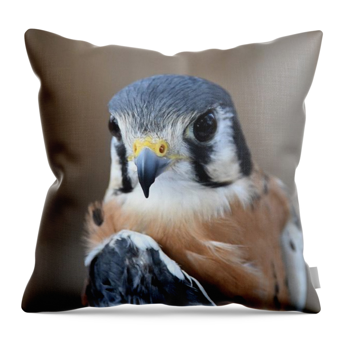 Falcon Throw Pillow featuring the photograph American Kestrel by David Campione