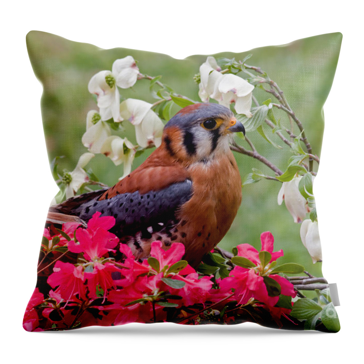 American Throw Pillow featuring the photograph American Kestrel in Azaleas by Jill Lang