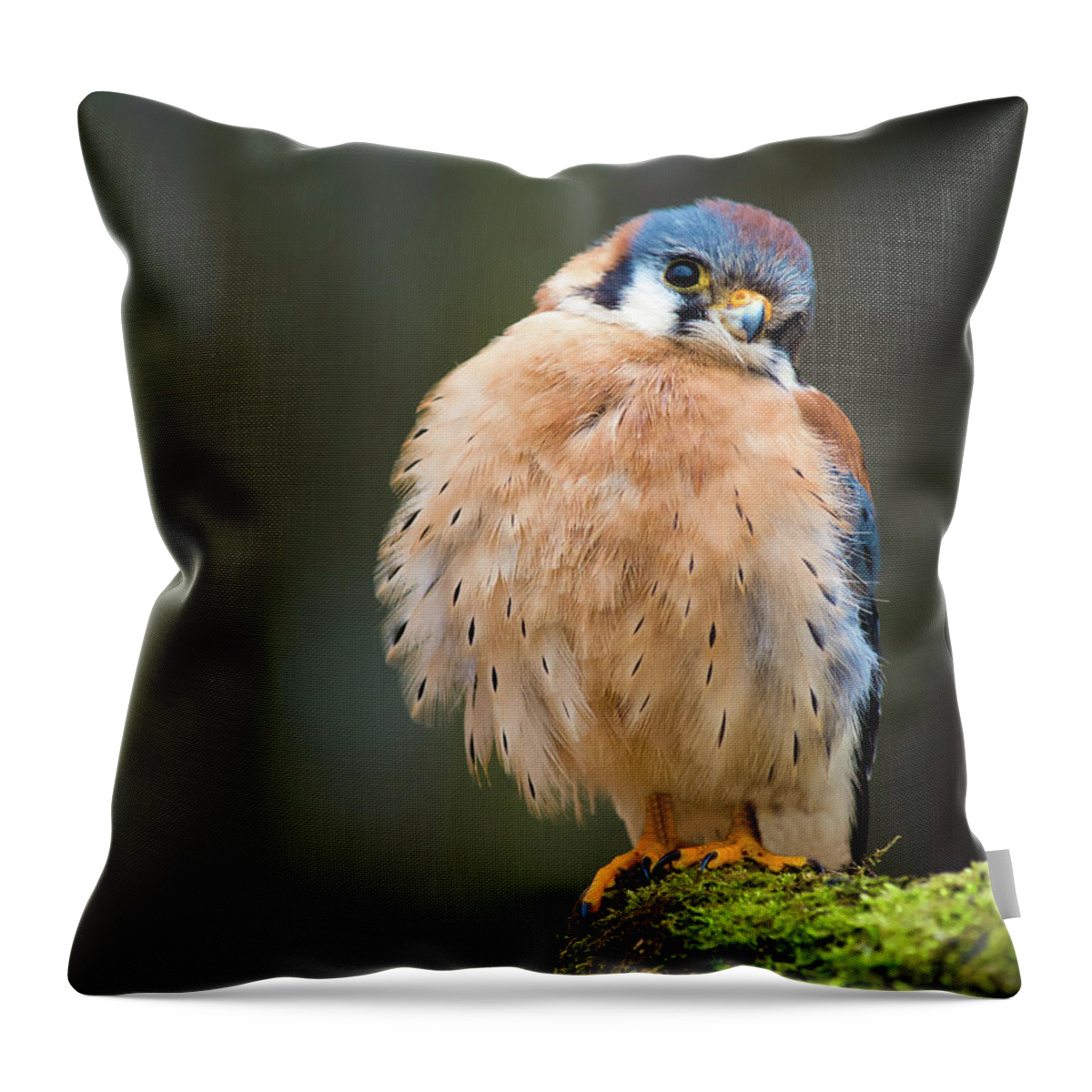 Animals Throw Pillow featuring the photograph American Kestrel by Tracy Munson