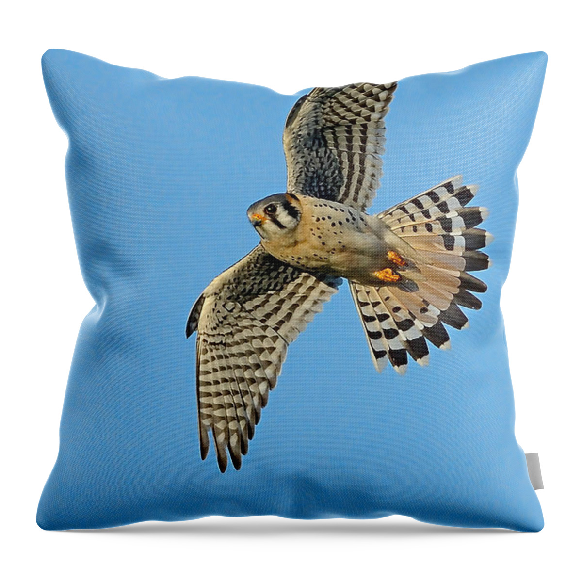 American Kestrel Throw Pillow featuring the photograph American Kestrel by William Jobes