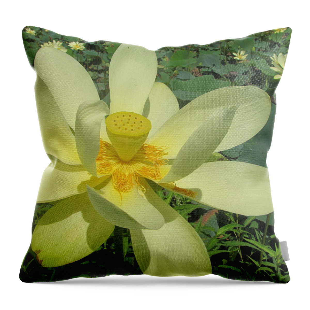 Yellow Throw Pillow featuring the photograph American Lotus by David Bader