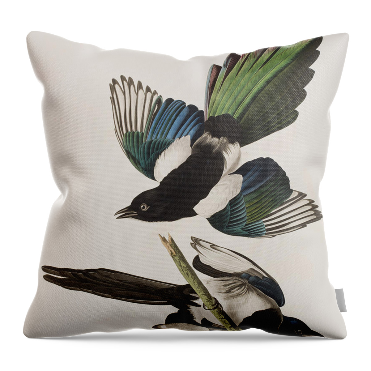 Magpie Throw Pillow featuring the painting American Magpie by John James Audubon