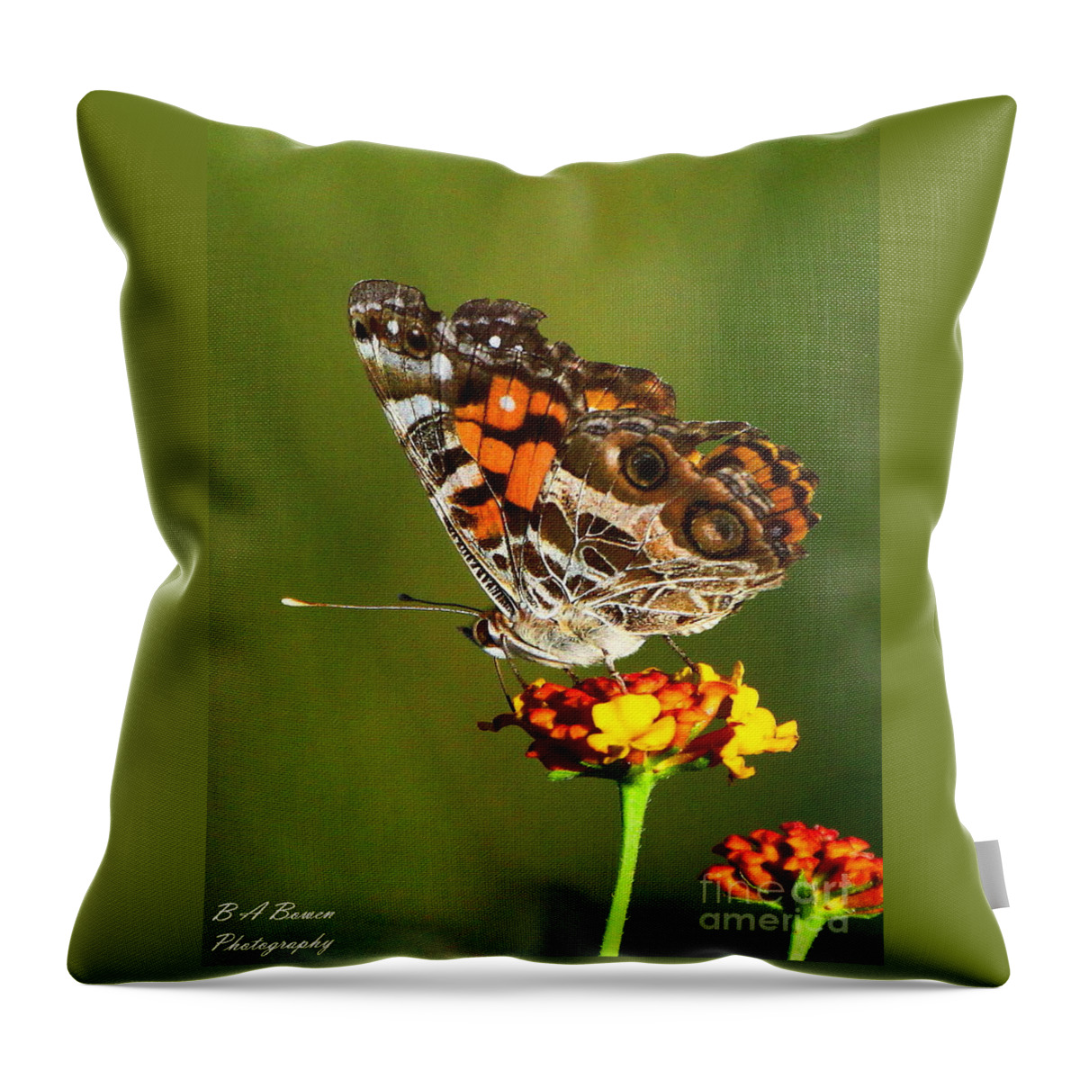 American Painted Lady Throw Pillow featuring the photograph American Painted Lady by Barbara Bowen