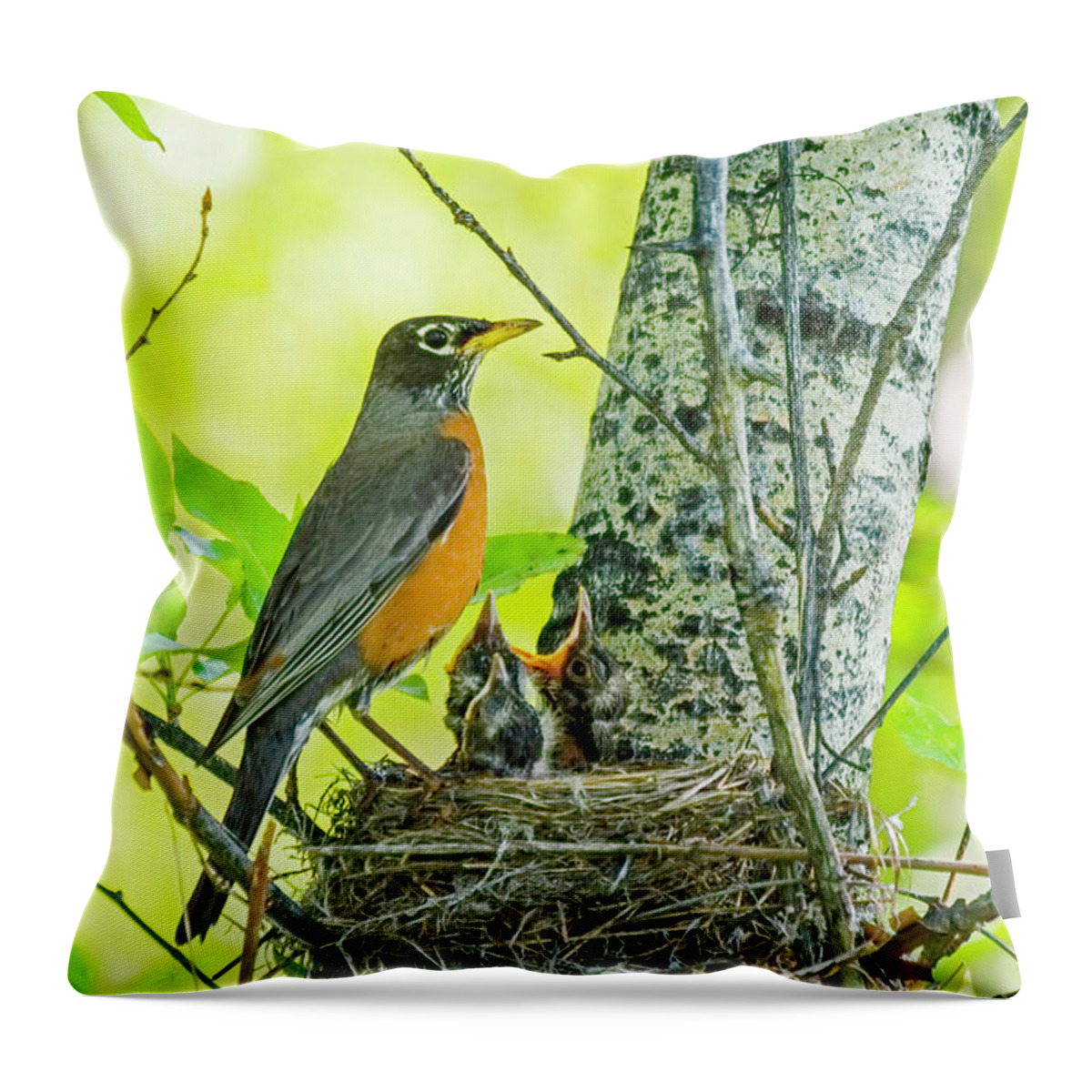 American Robin Throw Pillow featuring the photograph American Robin Feeding Chicks by Gary Beeler