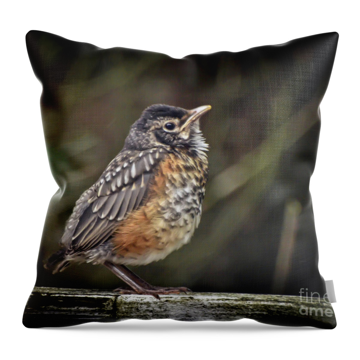 Robin Throw Pillow featuring the photograph American Robin Fledgling by Kerri Farley