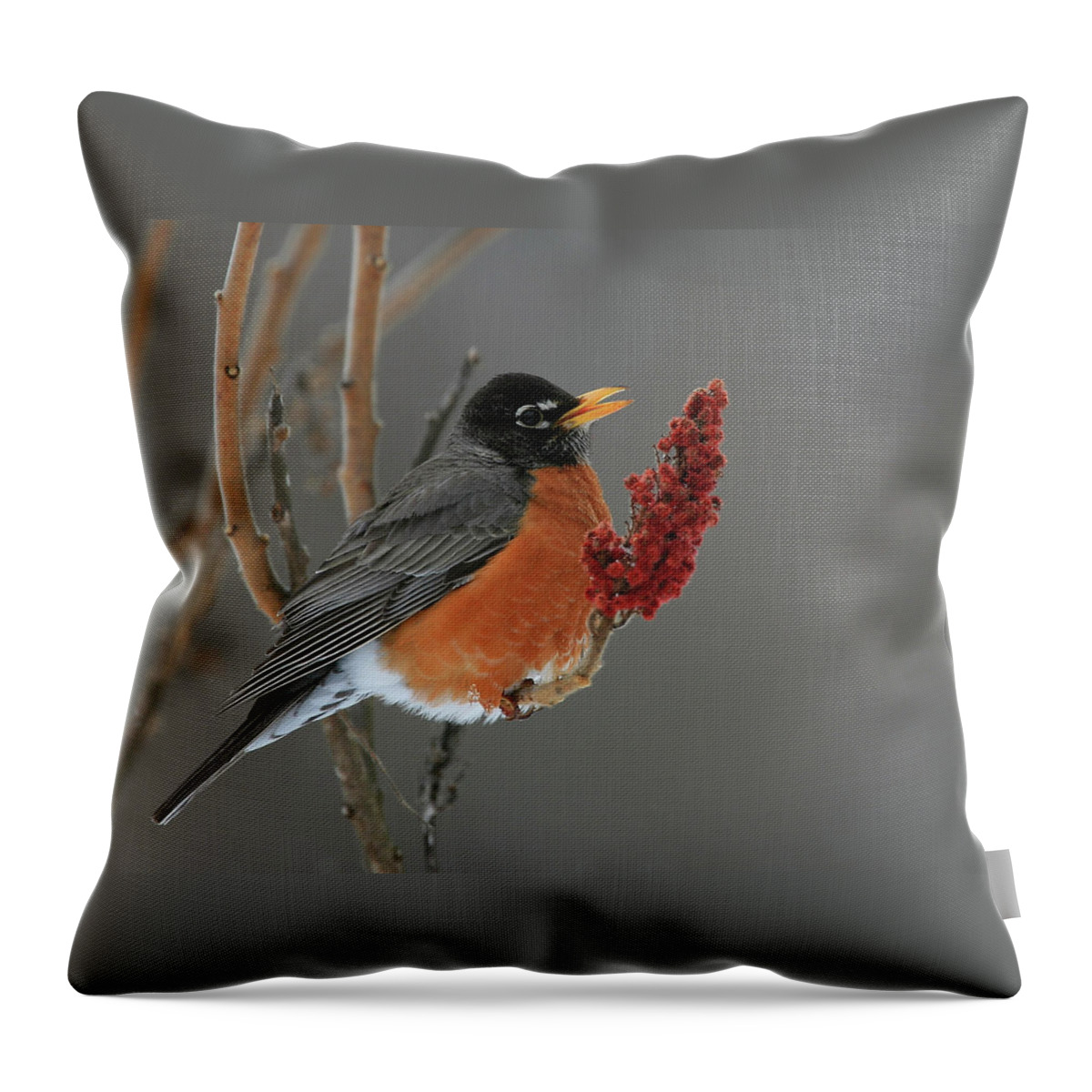 Robin Throw Pillow featuring the photograph American Robin On Sumac by Bruce J Robinson