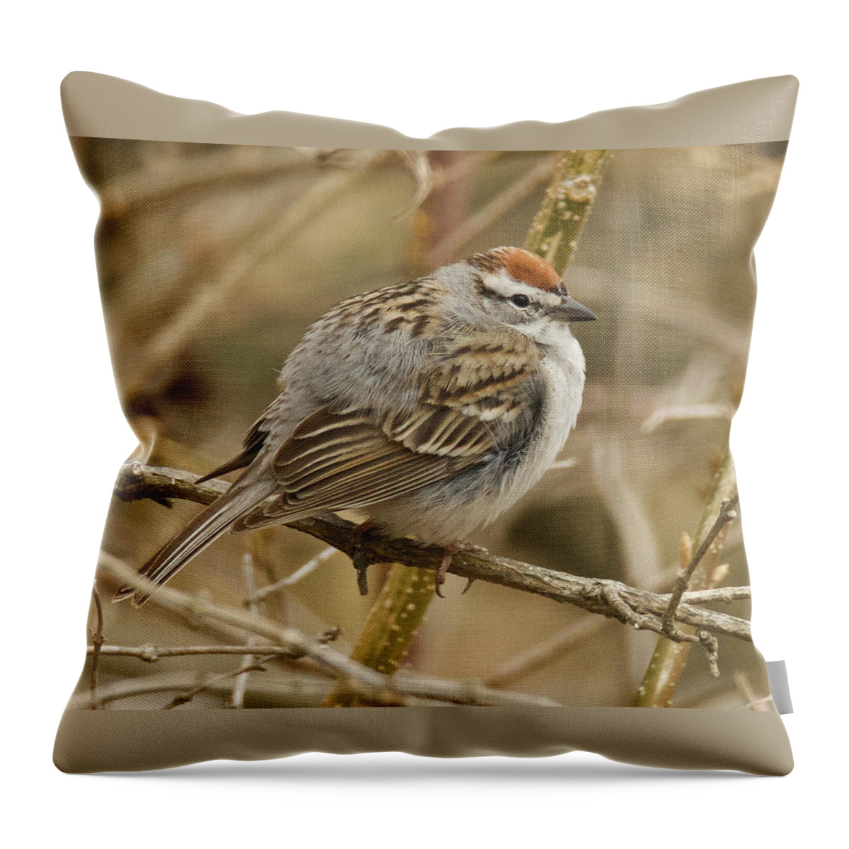 Bird Throw Pillow featuring the photograph American Tree Sparrow 3511 by Michael Peychich