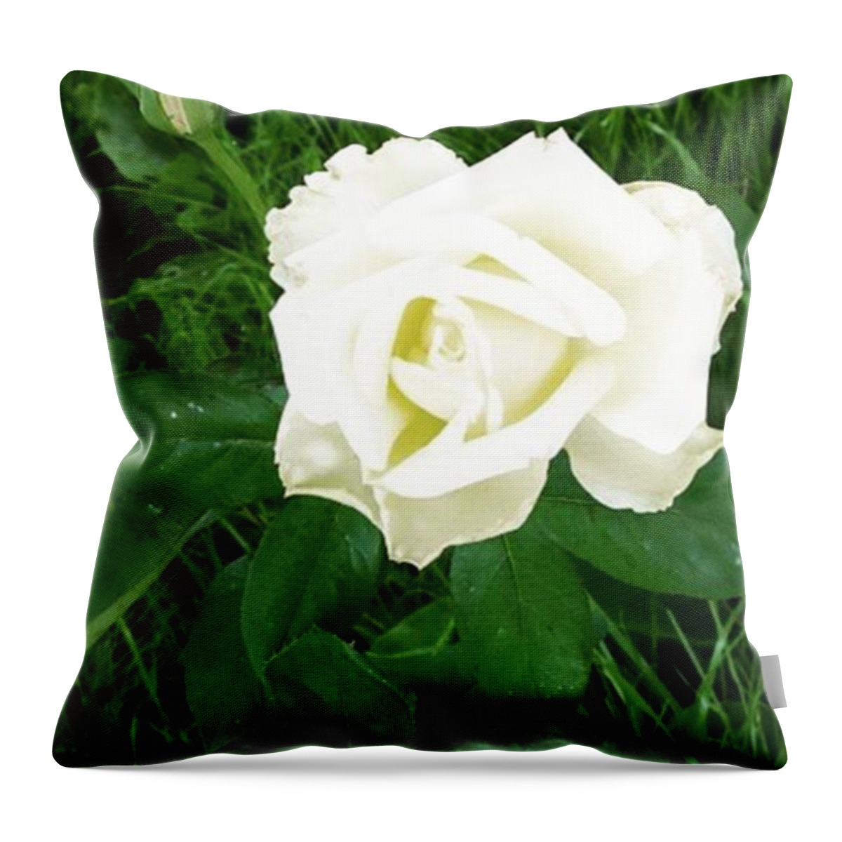 American Beauty Throw Pillow featuring the photograph American Beauty Rose by Kayla Hopkins