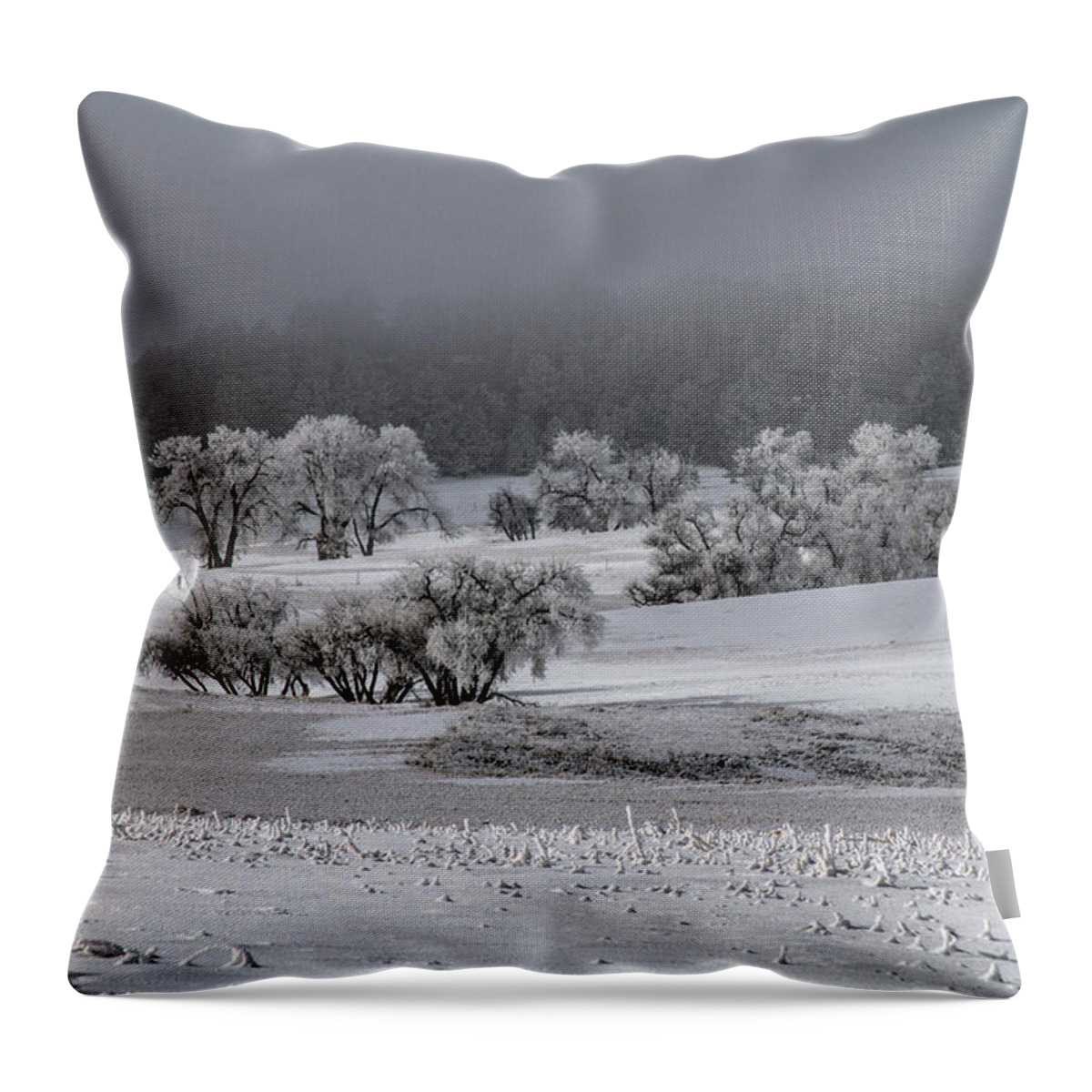 Winter Throw Pillow featuring the photograph An Affair of Cottonwoods by Alana Thrower