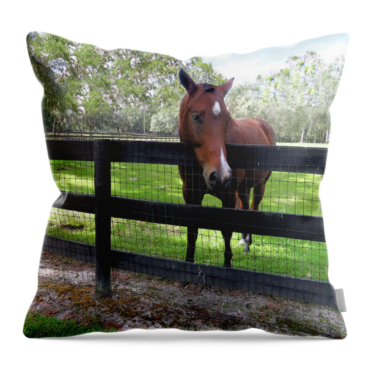 Horse Throw Pillow featuring the photograph An Apple would Make Me Happy by Rosalie Scanlon