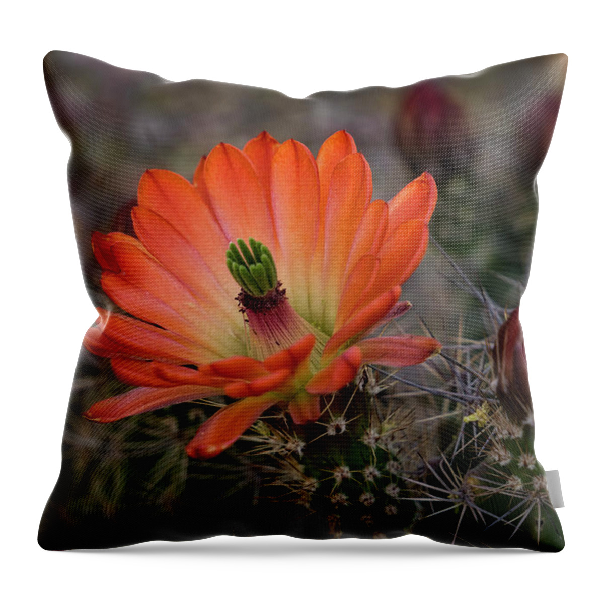 Arizona Throw Pillow featuring the photograph An Orange Beauty of a Hedgehog by Saija Lehtonen