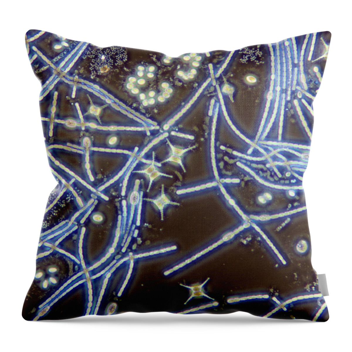 Anoptral Contrast Microscope Throw Pillow featuring the photograph Anabaena Staurastrum Anoptral Contrast by M I Walker