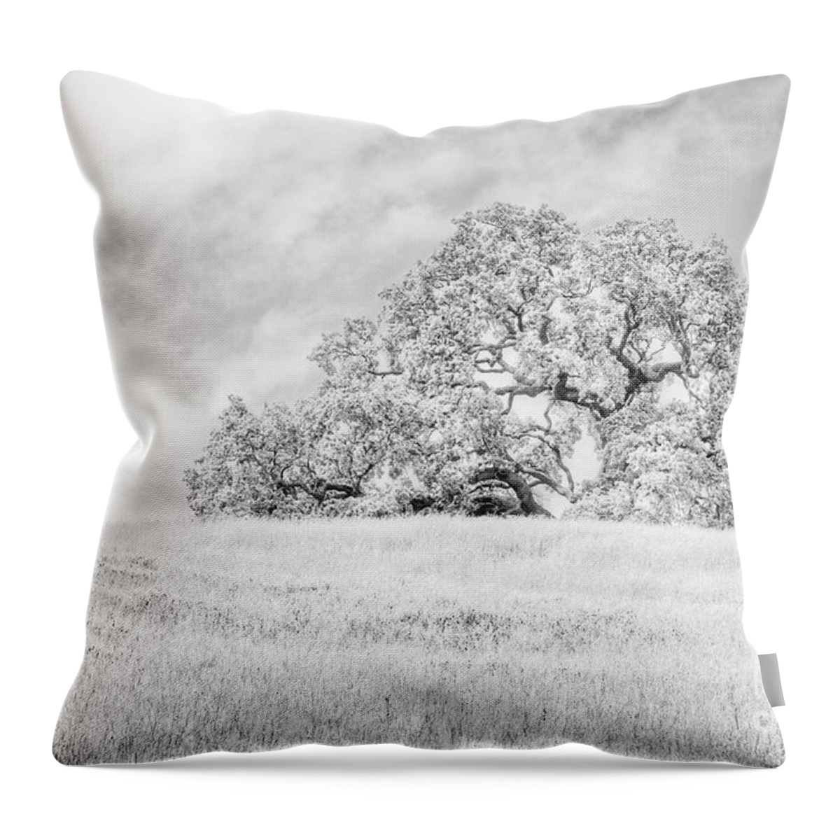Clouds Throw Pillow featuring the photograph Ancient Oak by Dean Birinyi