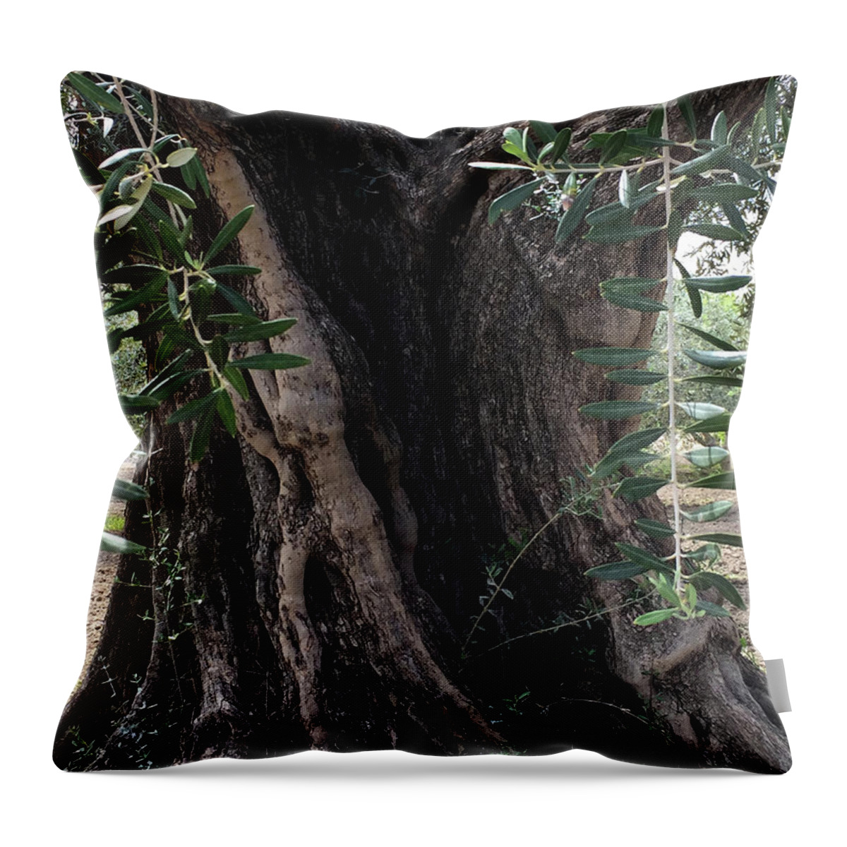 Colette Throw Pillow featuring the photograph Ancient Old Olive Tree Spain by Colette V Hera Guggenheim