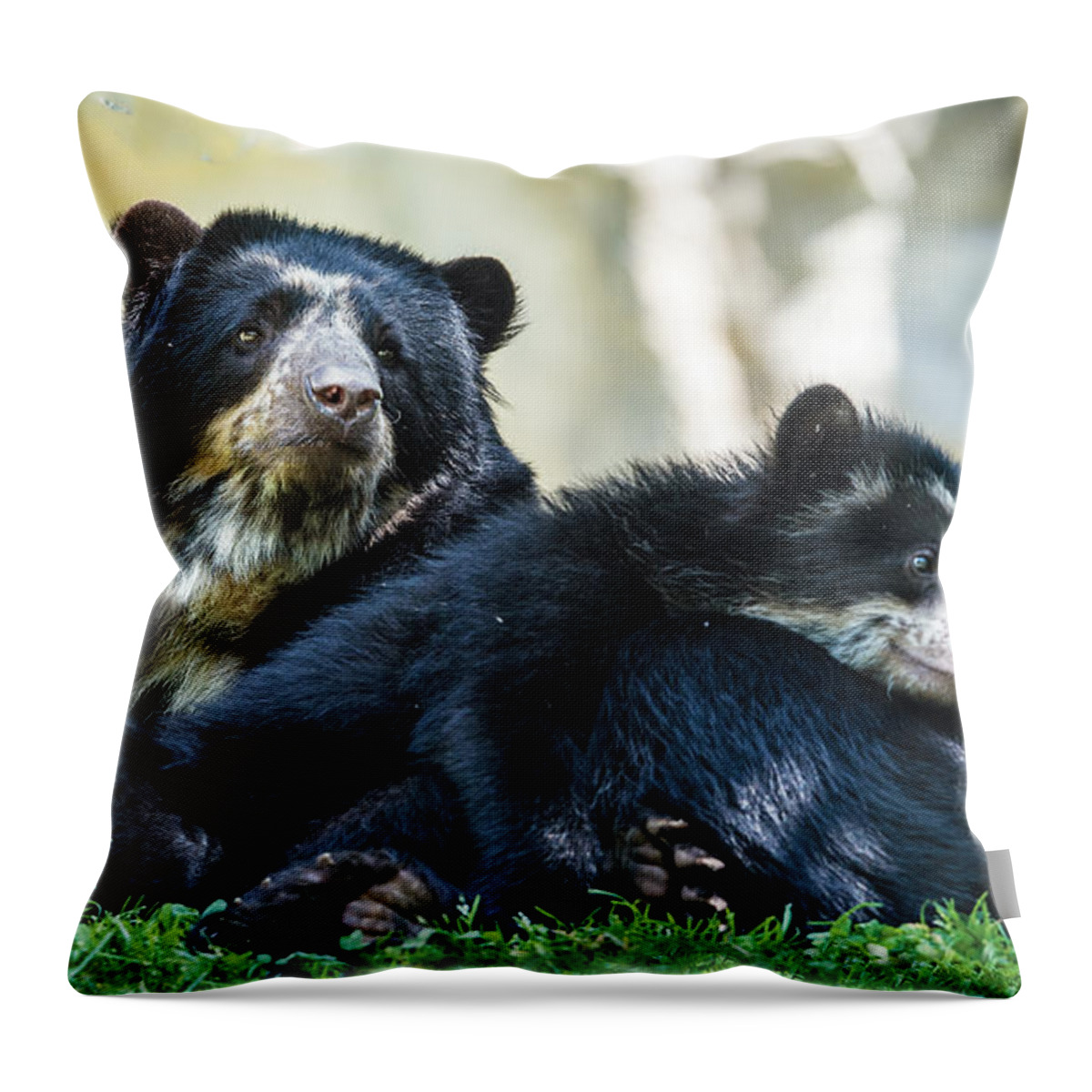 Bear Throw Pillow featuring the photograph Andean Speckled Bear And Her Cub by William Bitman