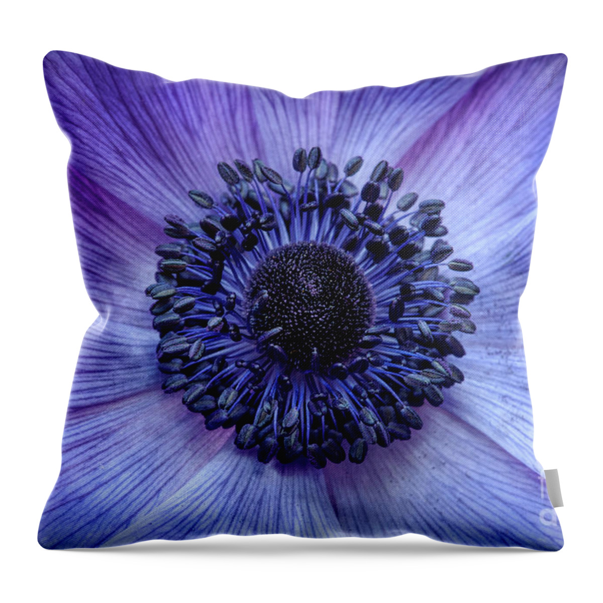 Anemone Coronaria Throw Pillow featuring the photograph Anemone Blue by Tim Gainey