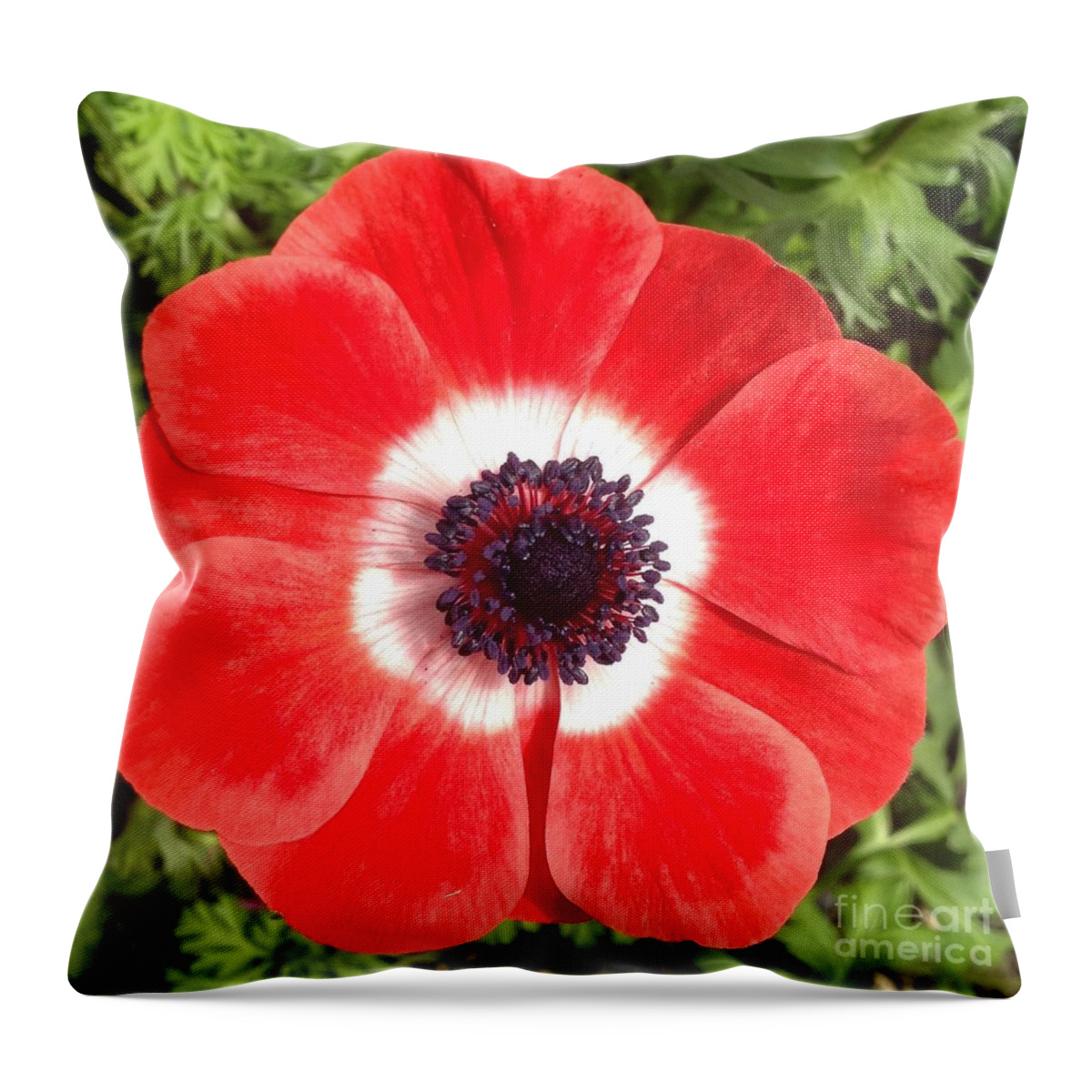 Anemone Throw Pillow featuring the photograph Anemone in Red and White by By Divine Light