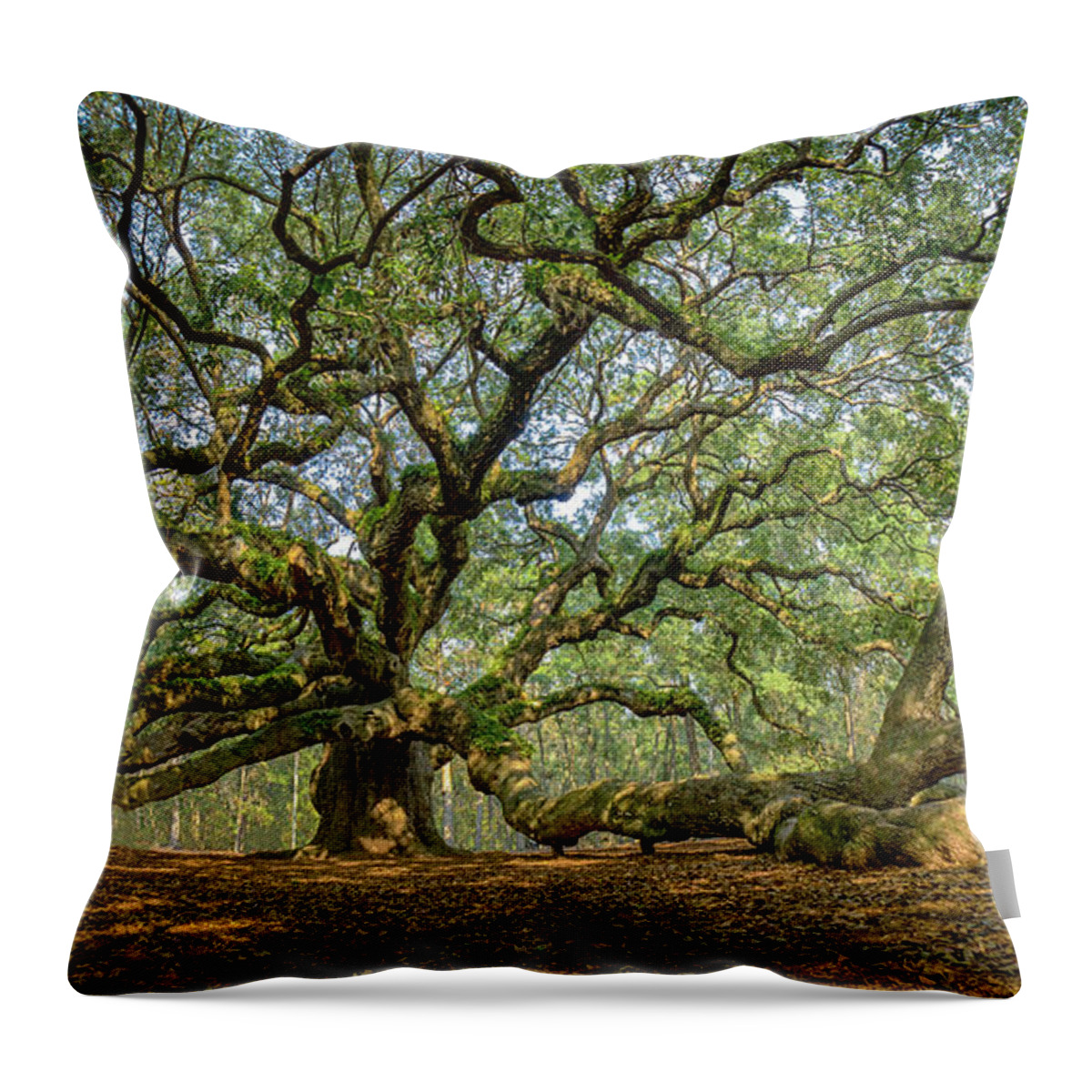 Angel Oak Throw Pillow featuring the photograph Angel Oak - Fisheye by David Smith