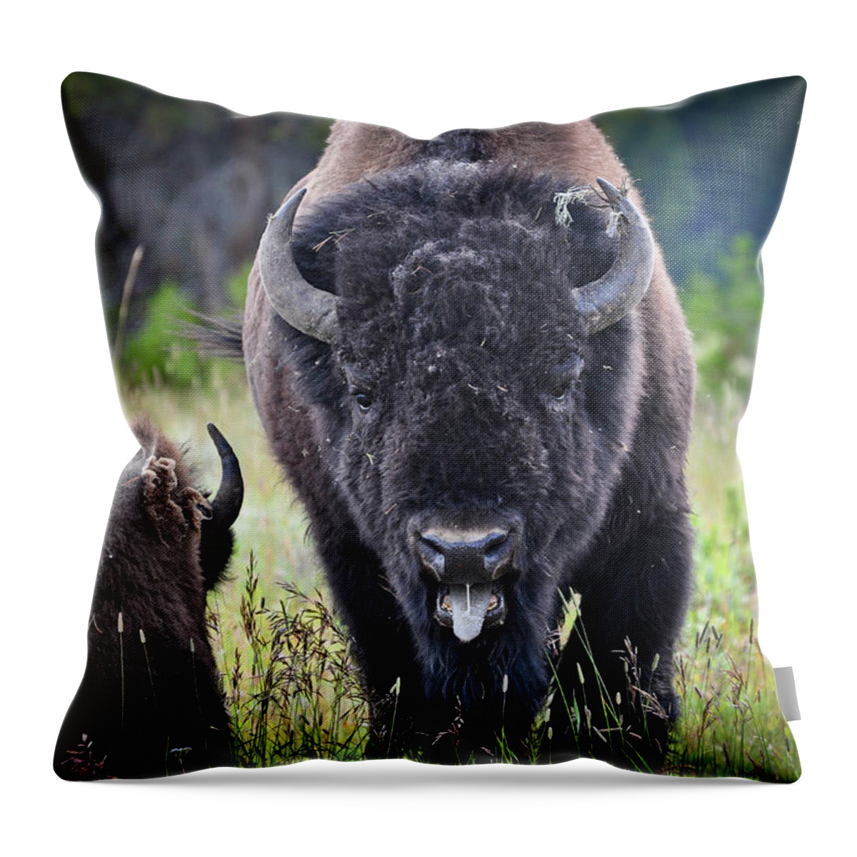 Yellowstone Throw Pillow featuring the photograph Angry Bison by Greg Norrell