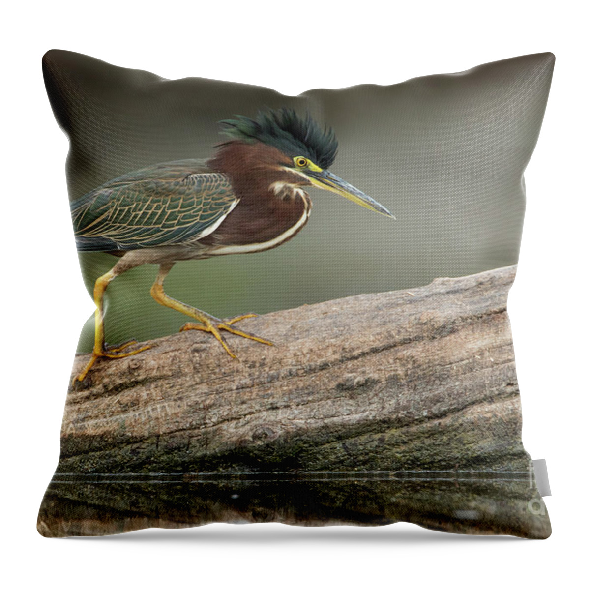 Heron Throw Pillow featuring the photograph Angry Greenie by Bryan Keil