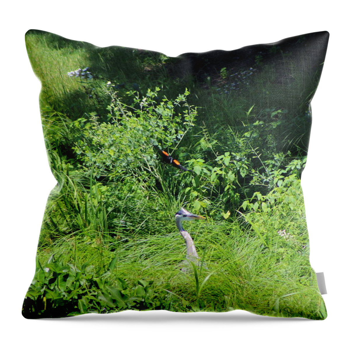 Marsh Throw Pillow featuring the photograph Annoyed - Heron and Red Winged Blackbird 6 of 10 by Colleen Cornelius