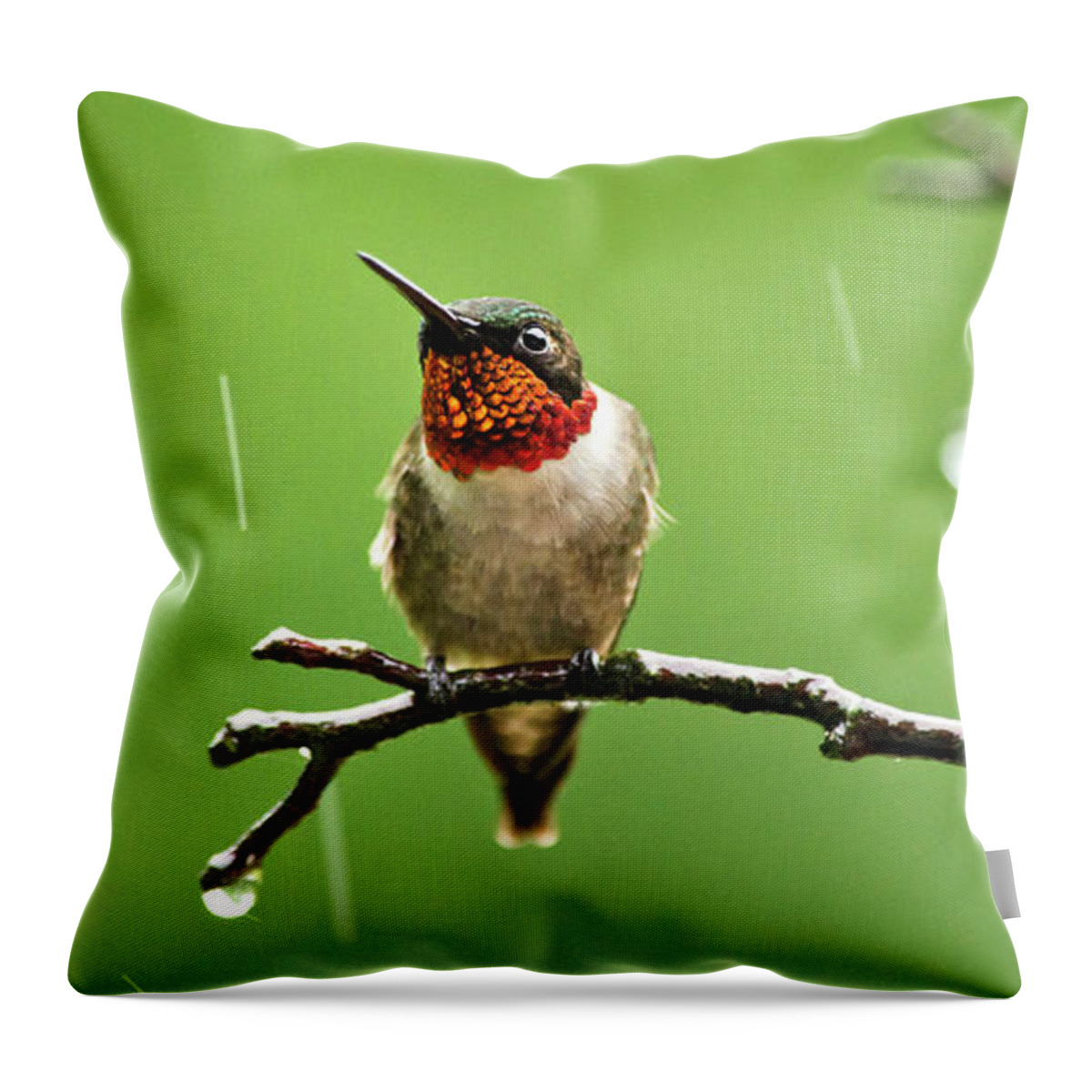 Hummingbird Throw Pillow featuring the photograph Another Rainy Day Hummingbird by Christina Rollo