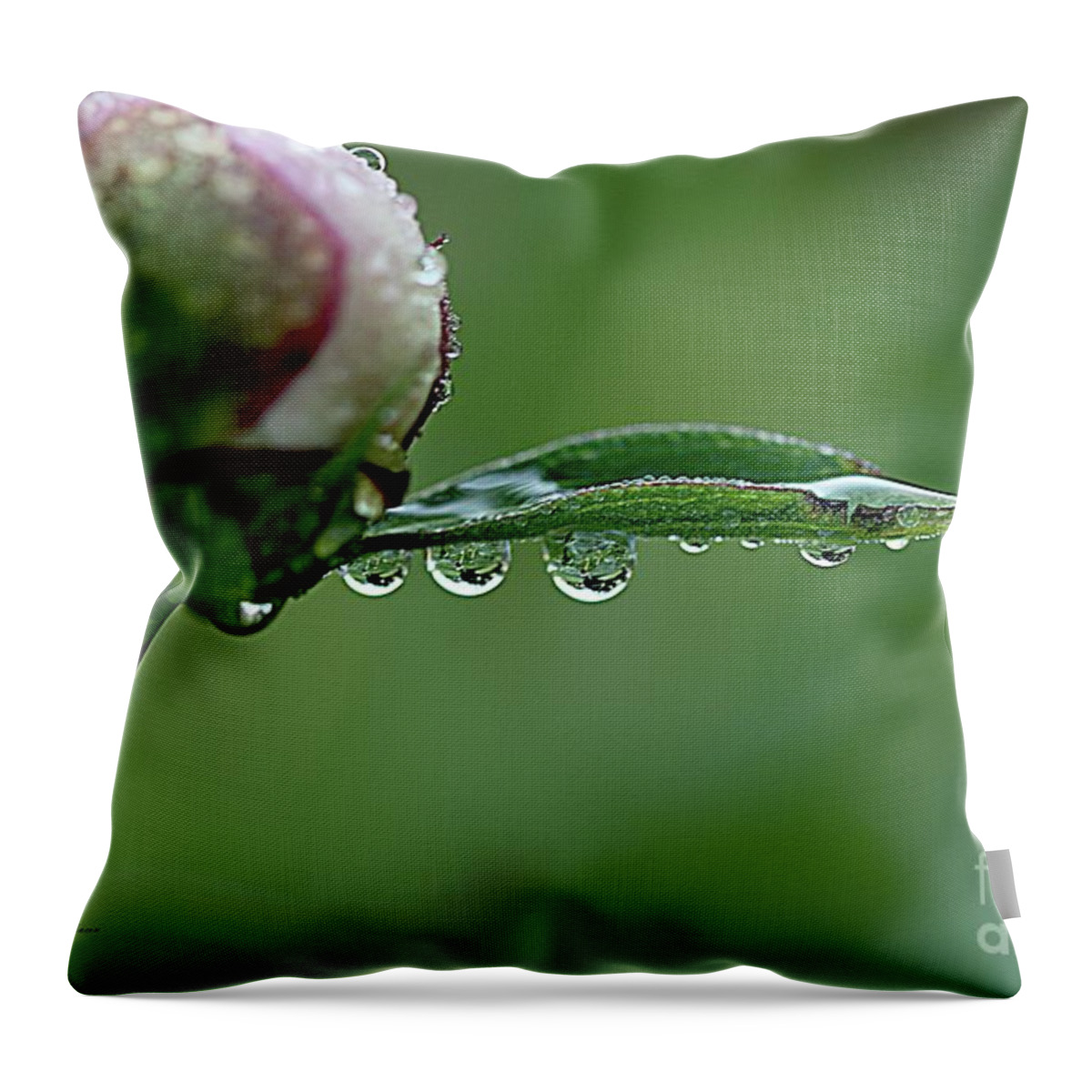 Raindrops Throw Pillow featuring the photograph Another Rainy day by Yumi Johnson