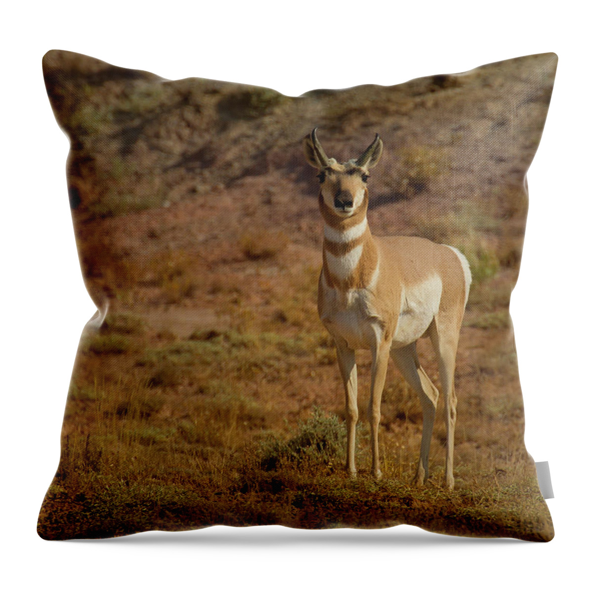 Antelope Throw Pillow featuring the photograph Antelope-Signed-#8283 by J L Woody Wooden