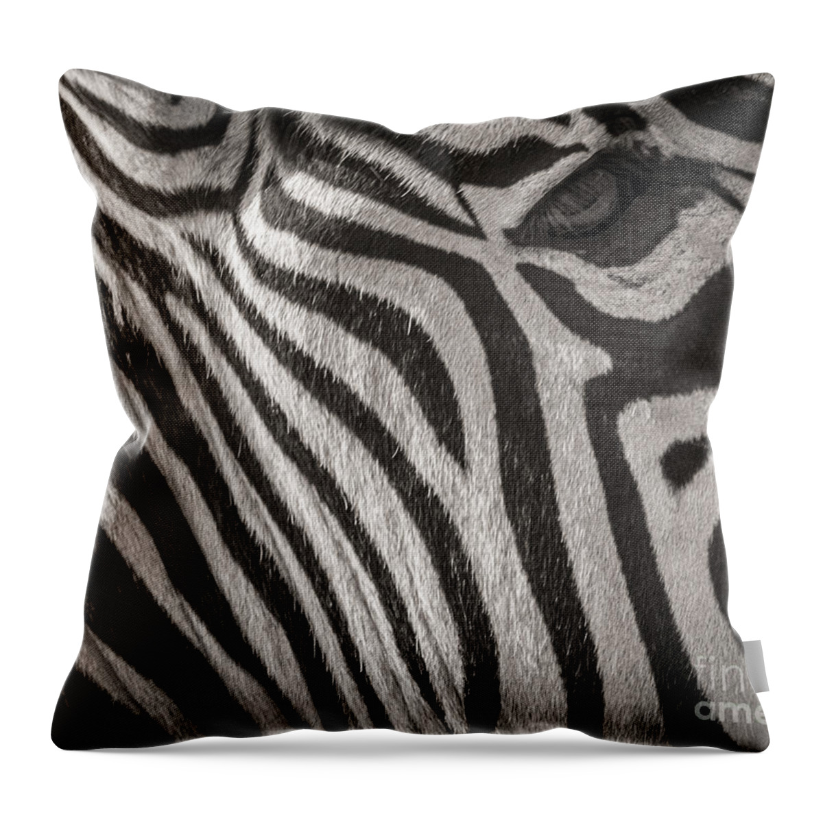 Zebra Throw Pillow featuring the photograph Anticipation by Sherry Davis