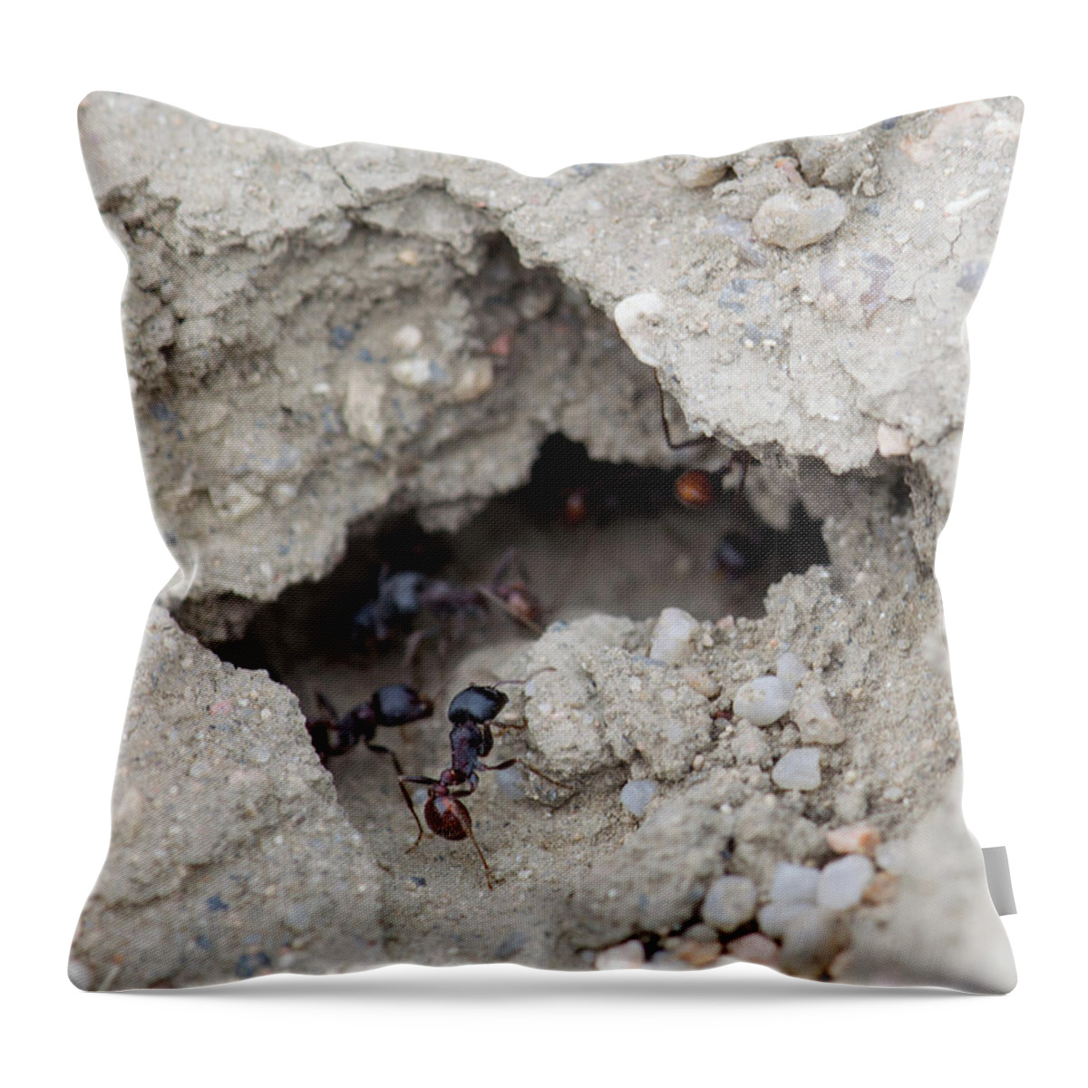 Photo Throw Pillow featuring the photograph Ants by William Pullaro Jr