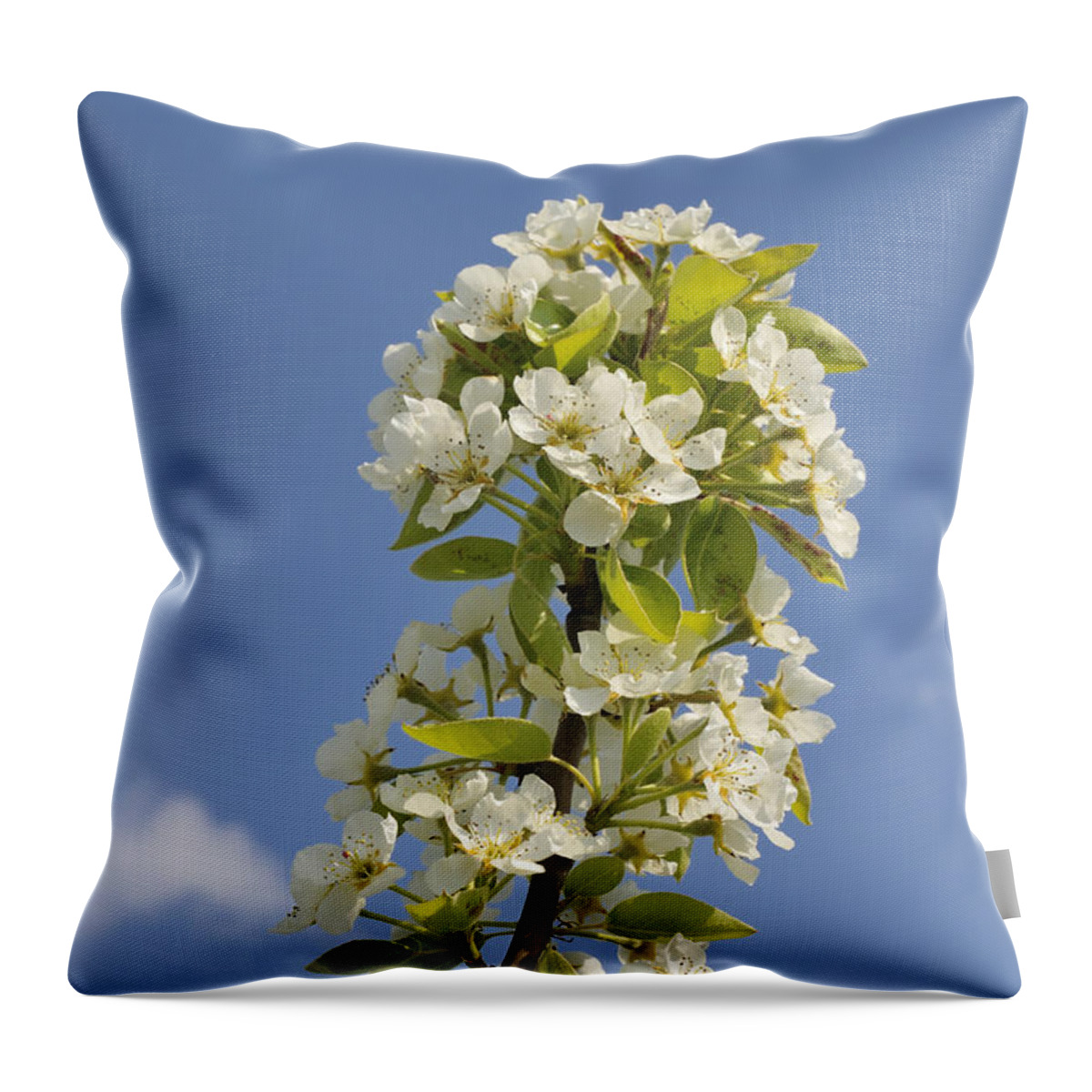 Apple Blossom Throw Pillow featuring the photograph Apple blossom in spring by Matthias Hauser