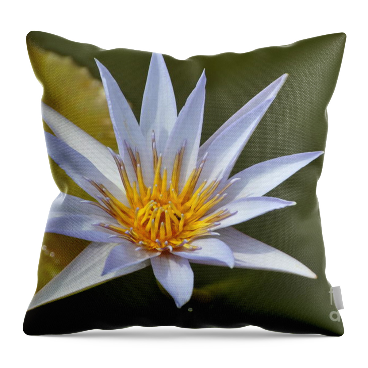 Water Lily Throw Pillow featuring the photograph Aquatic Beauty by Nona Kumah
