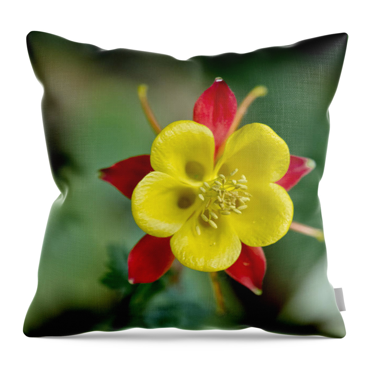 Flowers Throw Pillow featuring the photograph Aquilegia by Elena Perelman