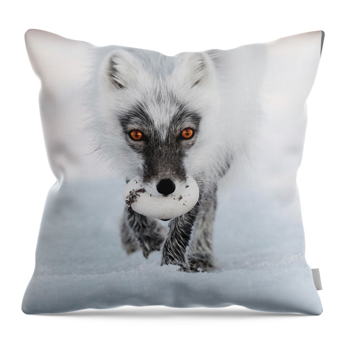 00520033 Throw Pillow featuring the photograph Arctic Fox and Snow Goose Egg by Sergey Gorskov