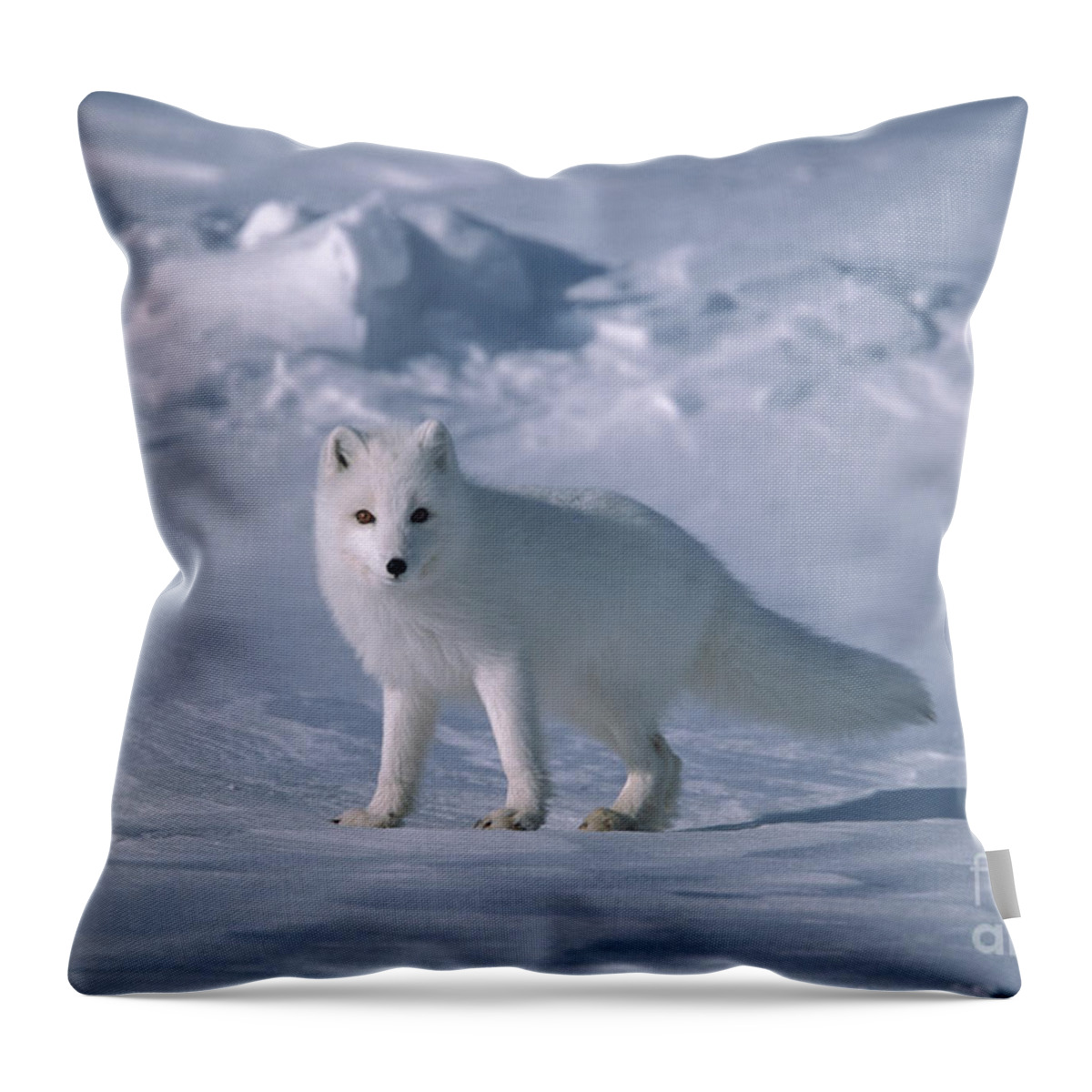 00342970 Throw Pillow featuring the photograph Arctic Fox on the North Slope by Yva Momatiuk John Eastcott