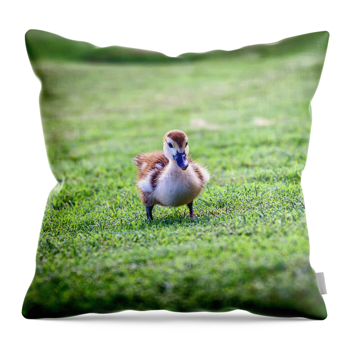 Atlantic Ocean Throw Pillow featuring the photograph Are you my mother? by Camille Lopez