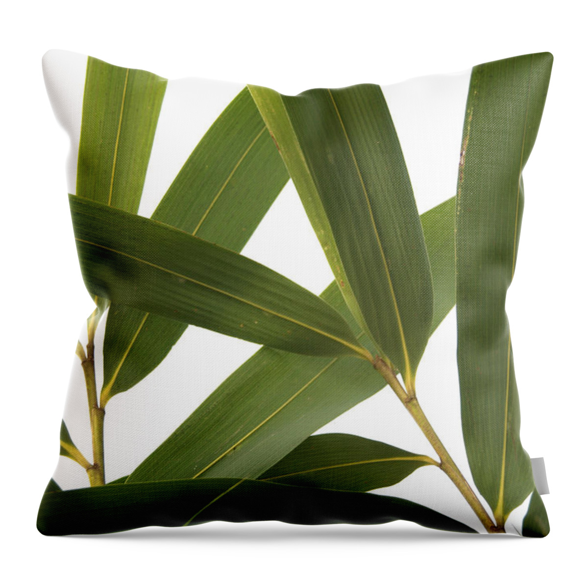 Asian Throw Pillow featuring the photograph Arrow Bamboo Foliage Pseudosasa japonica by Nathan Abbott