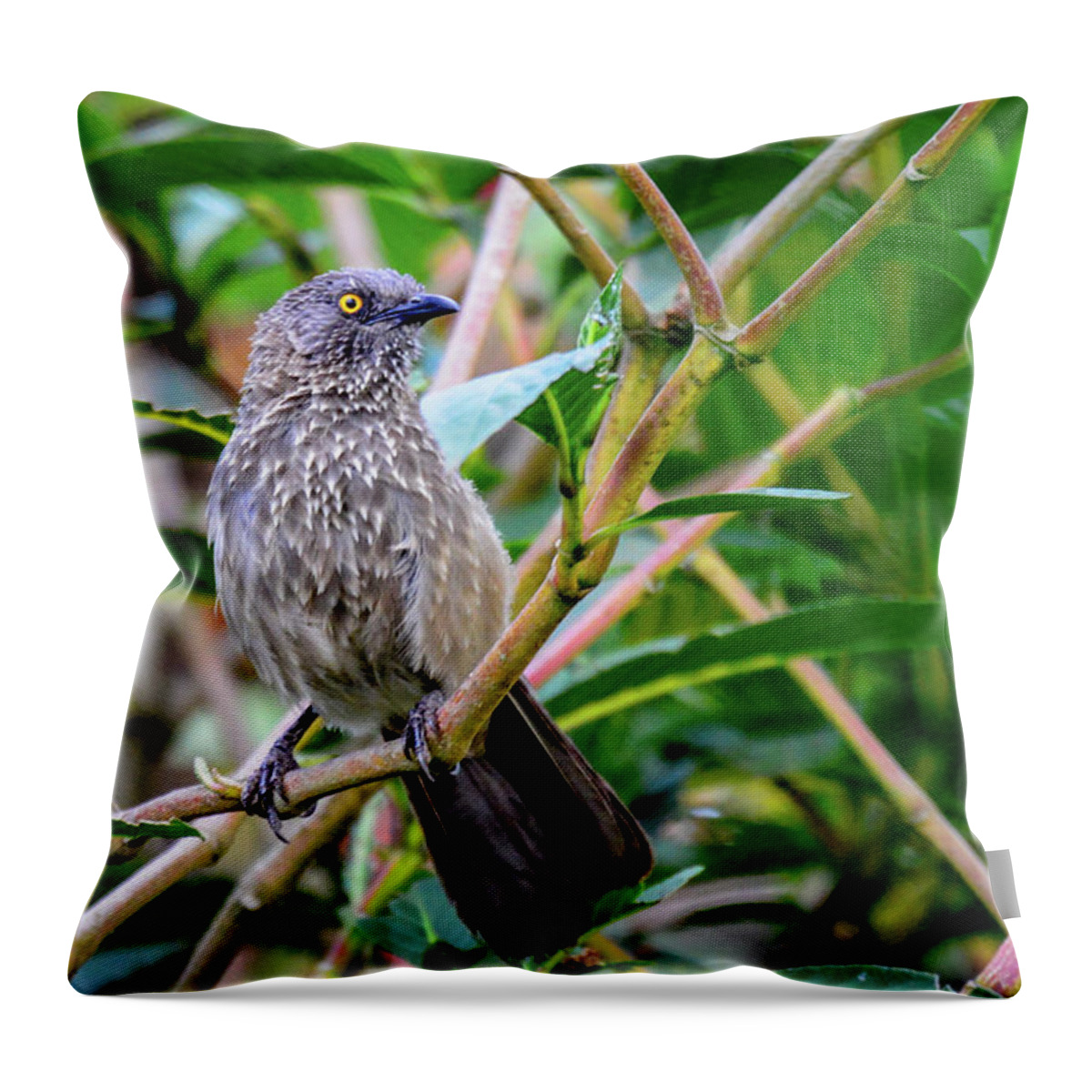 Africa Throw Pillow featuring the photograph Arrow-marked Babbler in Tanzania by Marilyn Burton