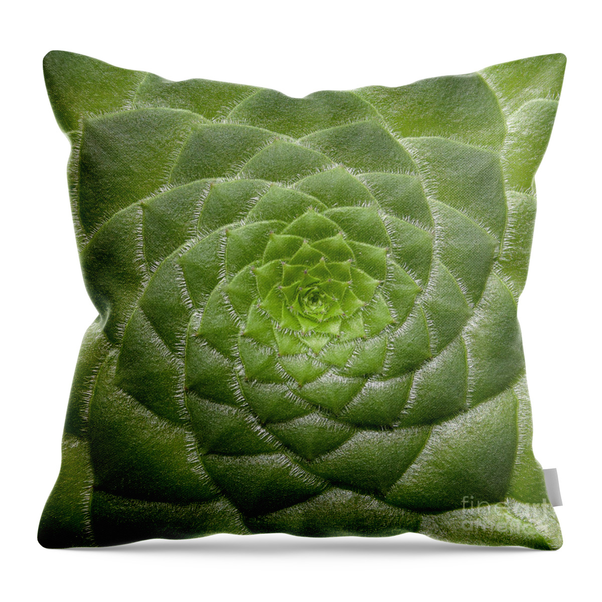 203 Throw Pillow featuring the photograph Artistic Nature Green Aeonium Cactus Macro Photo 203 by Ricardos Creations