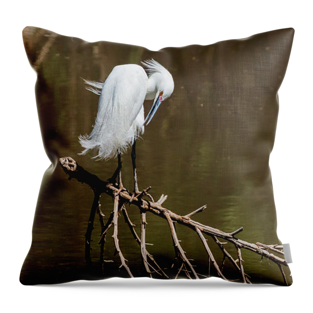 2015 May Throw Pillow featuring the photograph All Preened And Pretty by Bill Kesler