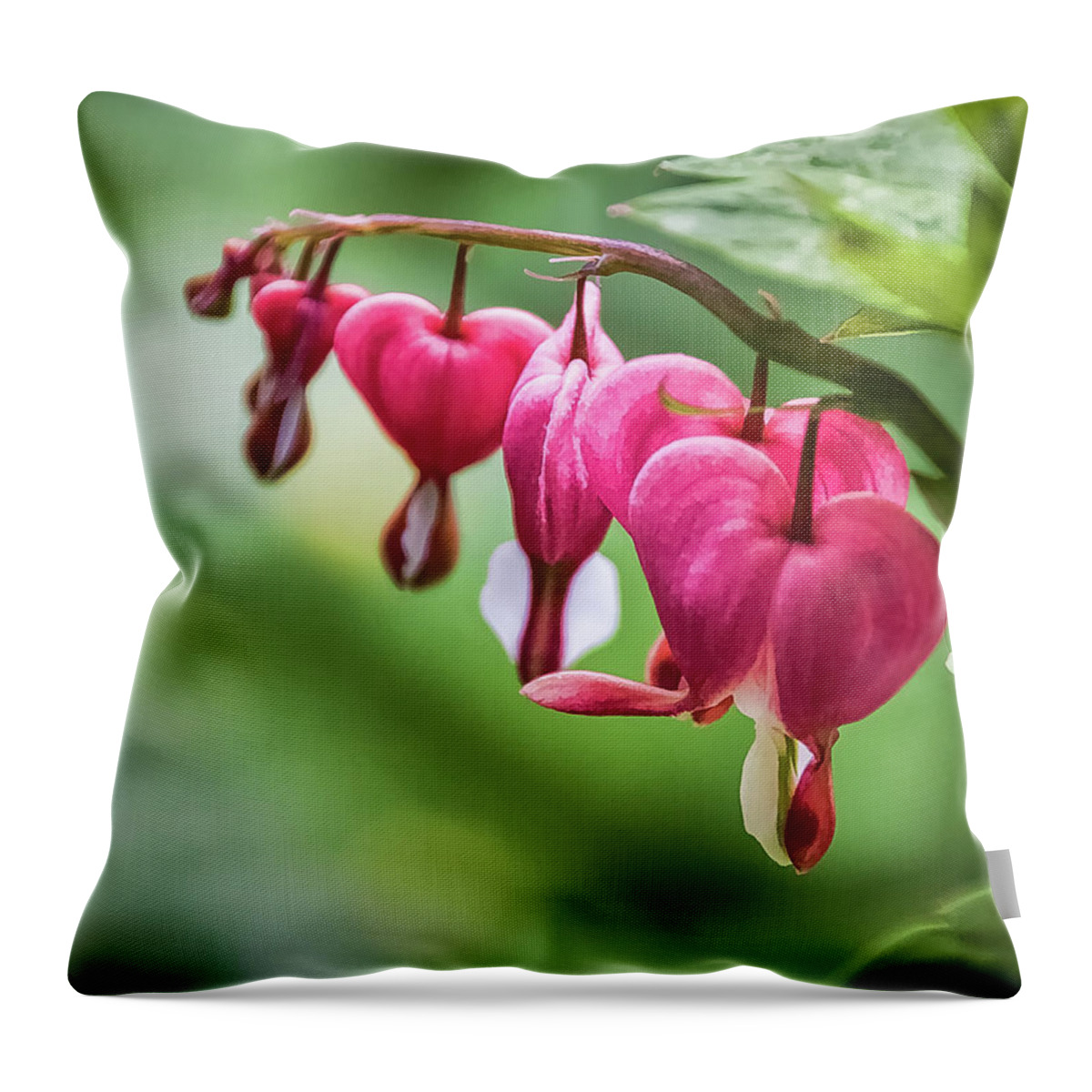 Bleeding Hearts Throw Pillow featuring the photograph Softly Lucent - by Julie Weber
