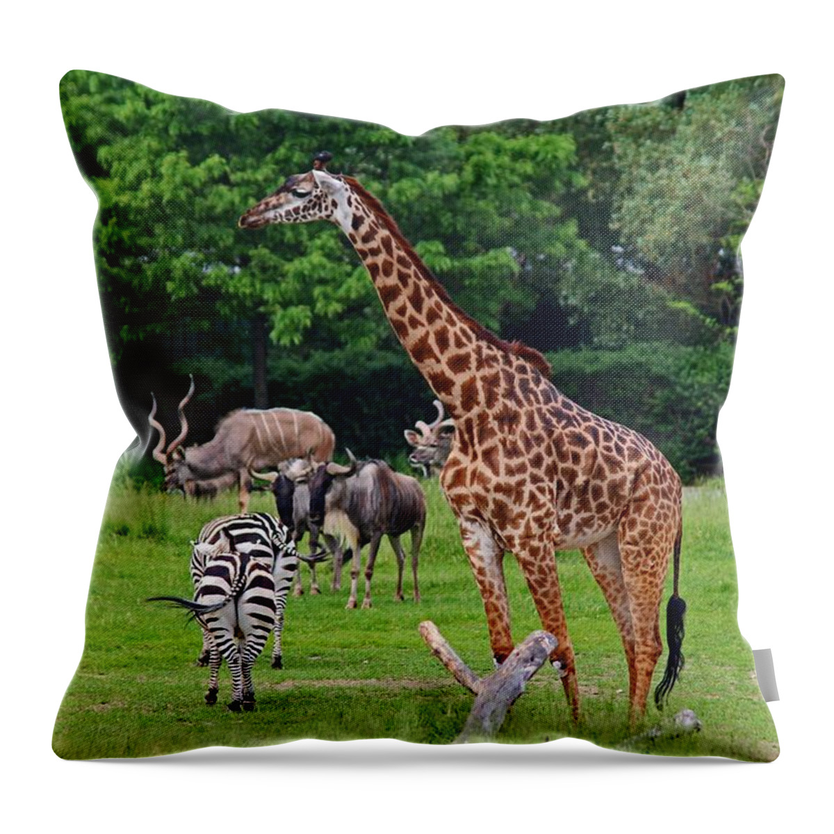 Giraffe Throw Pillow featuring the photograph As Long As We're Together by Michiale Schneider