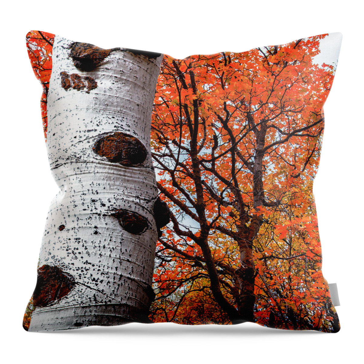 Aspen Trees Throw Pillow featuring the photograph Aspen and Maple Trees Large Canvas Art, Canvas Print, Large Art, Large Wall Decor, Home Decor by David Millenheft