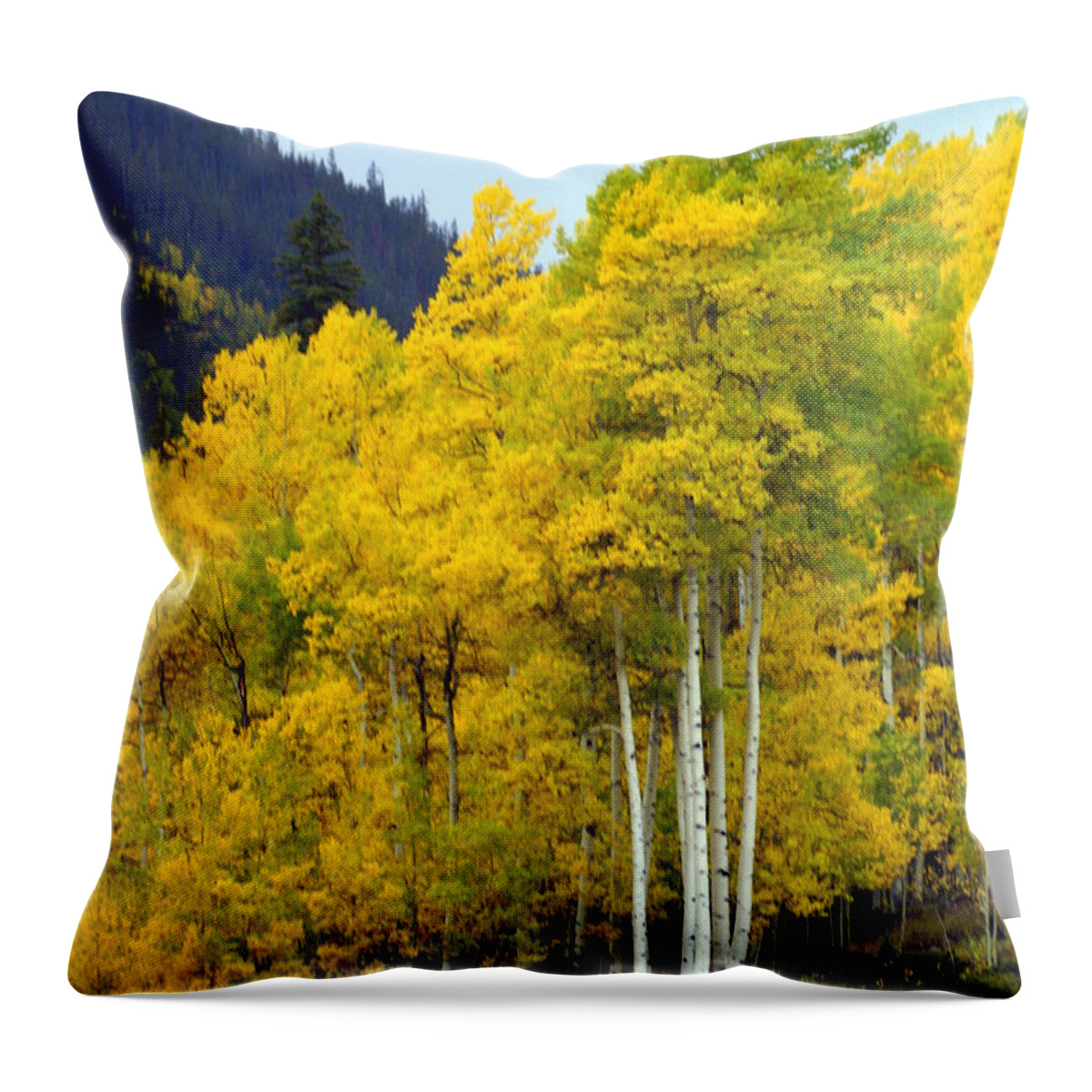 Fall Colors Throw Pillow featuring the photograph Aspen Fall by Marty Koch