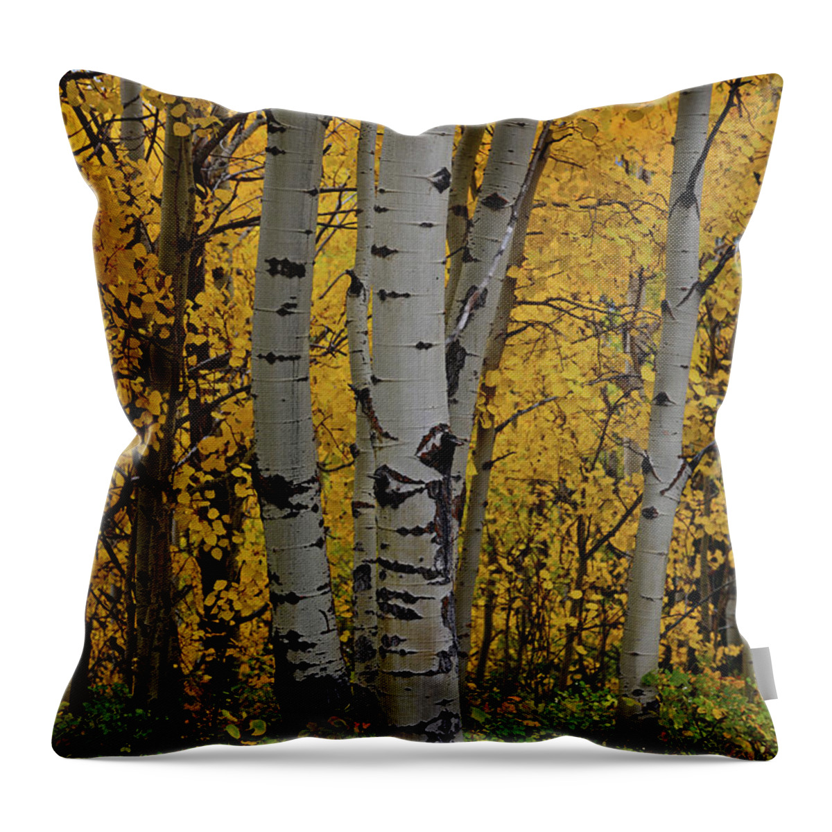 Aspen Throw Pillow featuring the photograph Aspen Golden by Whispering Peaks Photography