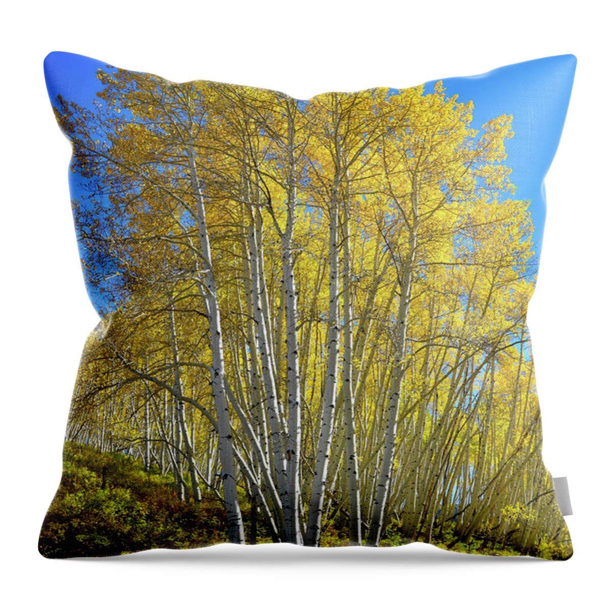 Colorado Throw Pillow featuring the photograph Aspen Lane by Ray Mathis